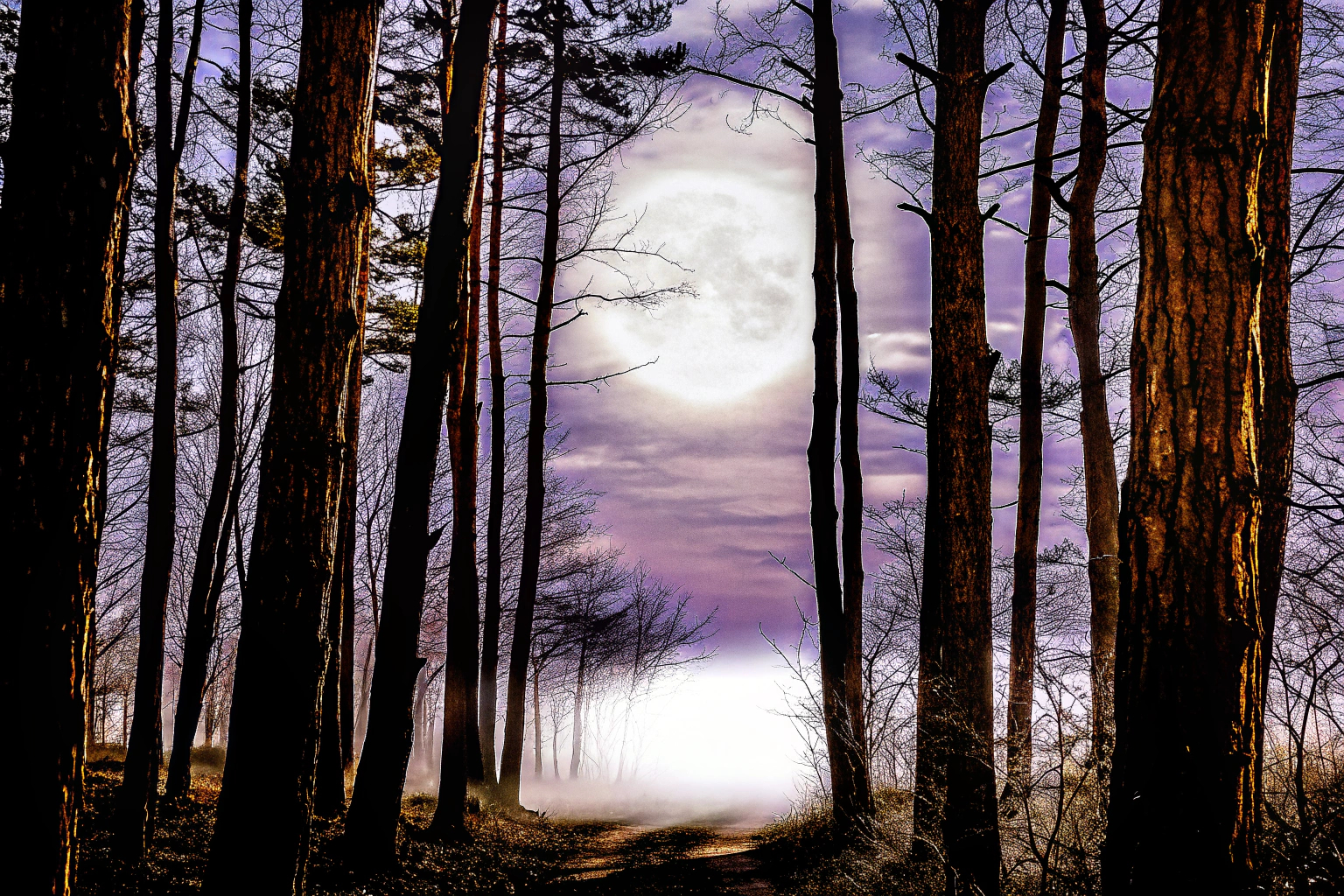 Ein düsterer Wald im Mondlicht, der eine gruselige Atmosphäre erzeugt. Gruselatmosphäre in einem Wald