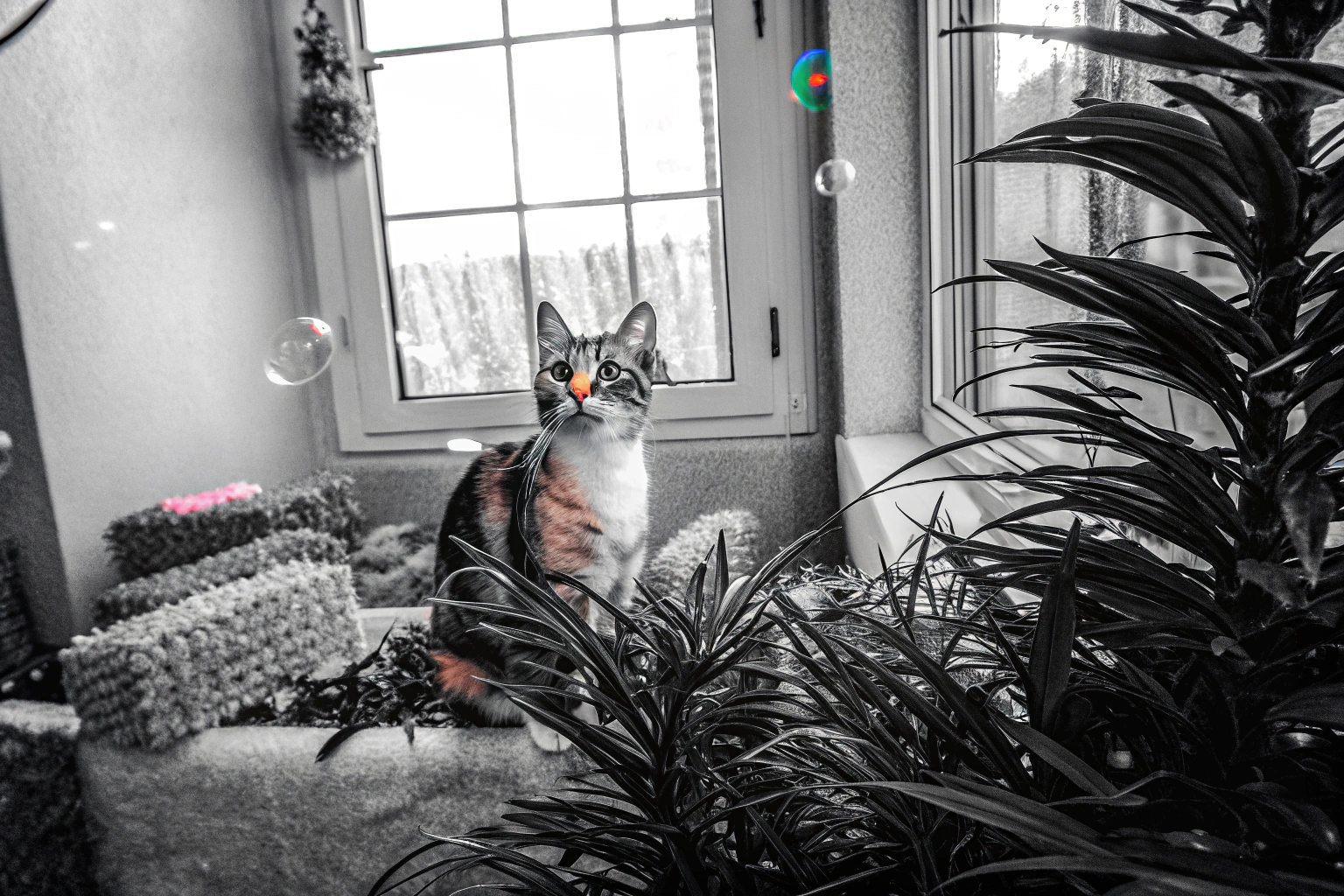 Eine virtuelle Katze in einem Katzensimulator, in einer interaktiven Umgebung. Virtuelle Katze im Simulator