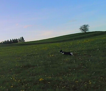 BorderCollie Game