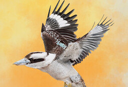 Wingspan: Oceania Expansion